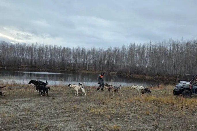 Dogs pulling a sled with people beside a lake and bare trees.